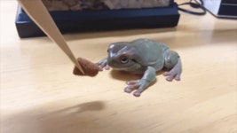 성덕주의 어느 성우의 개구리사랑