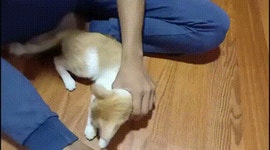 고양이 발톱 쉽게 깎기.gif | 유머 게시판 고양이 발톱 쉽게 깎기.gif | 유머 게시판 | 루리웹