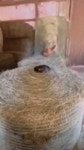 치킨둥지의 고양이.gif | 유머 게시판 치킨둥지의 고양이.gif | 유머 게시판 | 루리웹