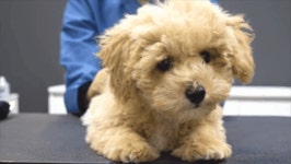 태어나 처음 미용하는 아기 푸들