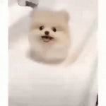 주인한테 가려는 강아지