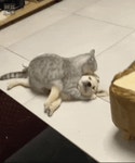 그루밍 받는 댕댕이.GIF | 유머 게시판 | RULIWEB 그루밍 받는 댕댕이.GIF | 유머 게시판 | 루리웹