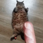 귀여운 고양이 짤 돌고래 짤 아님