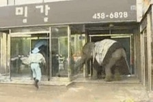 어린이 대공원 얼룩말 탈출이 놀랍지 않은 이유gif