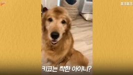 멍멍아 누가 착한 아이이니