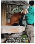 에바랜드 판다월드 마감시간때만 볼 수 있는 것 | 유머 게시판 에바랜드 판다월드 마감시간때만 볼 수 있는 것 | 유머 게시판 | 루리웹