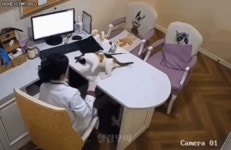 고양이 진료중에 한바탕 하는 수의사