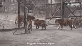 동남아 길냥이들을 찌바르는 자랑스러운 K국산 한국 고양이