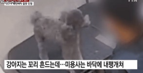 꼬리 흔드는 강아지휙던져 다리부러져개인적인 문제로 평소 스트레스 많아