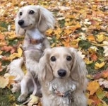 소울 메이트가 생겨 너무 좋은 멍뭉이mp4