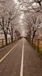 양평으로 벚꽃 라이딩을 갔다 왔습니다