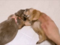 보리수들은 훠훠훠 중국몽 어쩌구 할 때가 진심으로 편했을 걸 | 정치유머 게시판 보리수들은 훠훠훠 중국몽 어쩌구 할 때가 진심으로 편했을 걸... 