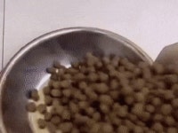 식탐이 너무 많은 개gif