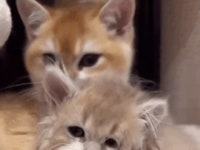 그루밍을 심하게 받은 냐옹이 | 유머 게시판 그루밍을 심하게 받은 냐옹이 | 유머 게시판 | 루리웹