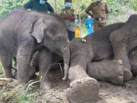 숙연해지는 어미 코끼리의 모성애