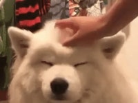 행복한 댕댕이GIF