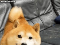 루리웹 유머게시판을 본 댕댕이