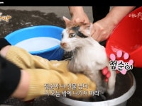 동네사람들이 모여서 펄펄 끓는물에 고양이들을 단체로