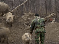 짬타이거 최종 진화형gif