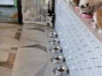 식사 예절 잘 배운 고양이 VS 식사 예절 개판인 멍뭉이.gif | 유머 게시판 식사 예절 잘 배운 고양이 VS 식사 예절 개판인 멍뭉이.gif | 유머... 