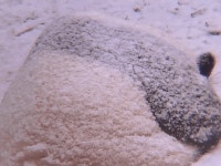 허연 찹쌀떡.gif | 유머 게시판 허연 찹쌀떡.gif | 유머 게시판 | 루리웹