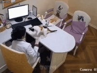 고양이 진료중에 한바탕 하는 수의사