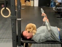 헬스장에 따라 온 댕댕이 | 유머 게시판 헬스장에 따라 온 댕댕이 | 유머 게시판 | 루리웹