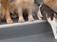 단체사진 거부하던 고양이 강아지에 끌려나와