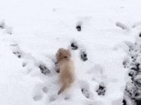 이 강아지는 견종이 뭐임? | 유머 게시판 이 강아지는 견종이 뭐임? | 유머 게시판 | 루리웹