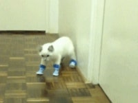 강아지들 신발신겼을때 모습gif