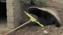 도구쓰는 오소리 | (백업)유머 게시판(2018-2020) 도구쓰는 오소리 | (백업)유머 게시판(2018-2020) | 루리웹