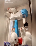 보고만 있지말고 집사 불러오라고 이새끼들아.gif | (백업)유머 게시판(2018-2020) 보고만 있지말고 집사 불러오라고 이새끼들아.gif... 