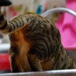 Stream 나나의 하루 by Wl1126 | Listen online for free on SoundCloud 나나의 하루