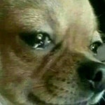 설중매 by Zakk Kim 설중매