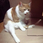 고양이☆ by Zakk Kim 고양이☆