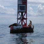 Stream Adrift by Ray Borbon | Listen online for free on SoundCloud Adrift