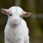 Stream Goat by OTWR | Listen online for free on SoundCloud Goat