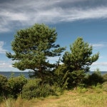 OneAmbient4 - I Close My Eyes (Naviarhaiku 358) by OneAmbient4 A Pine - 6/7/2016 - by the Sea
