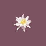 Beau the Florist by tekvision | Free Listening on SoundCloud Beau the Florist