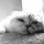 Stream 고도 (Godot) by SWC (Solidarity with Cats) | Listen online for free on SoundCloud 고도 (Godot)