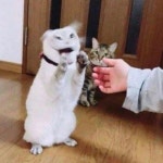 냥냥펀치 (Cat)- M:OCEAN by M:OCEAN 냥냥펀치 (Cat)- M:OCEAN