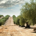 Stream LOro del Sud by DiBona&Sangiovanni | Listen online for free on SoundCloud LOro del Sud