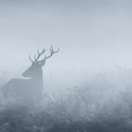 Stream Fog by Gyo | Listen online for free on SoundCloud Fog