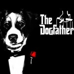 THE DOG FATHER LOL by Vangelist likes on SoundCloud THE DOG FATHER LOL