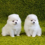 Stream neglect-so big ポメラニアン is 良いfeat.h_creAboi by CY13ΣRC4VE | Listen online for free on SoundCloud neglect-so big... 