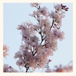 Stream Branch by Lukrembo | Listen online for free on SoundCloud Branch