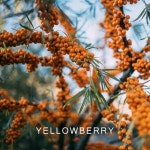 Stream Yellowberry by Неделька | Listen online for free on SoundCloud Yellowberry