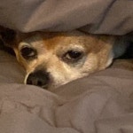 Stream Crusty Bit by BAN Records | Listen online for free on SoundCloud Crusty Bit