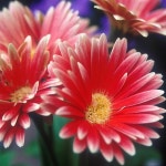 Stream 天女の舞 by 伊名祐 | Listen online for free on SoundCloud 天女の舞