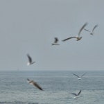 Stream birds ft 이낙원 by syn | Listen online for free on SoundCloud birds ft 이낙원